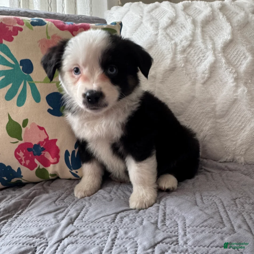 Miniature Australian Shepherd dogs for sale: Miniature Australian Shepherd Puppy 2 - Ad 1