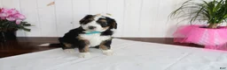 Bernedoodle dogs for sale: Valentine - Ad 4