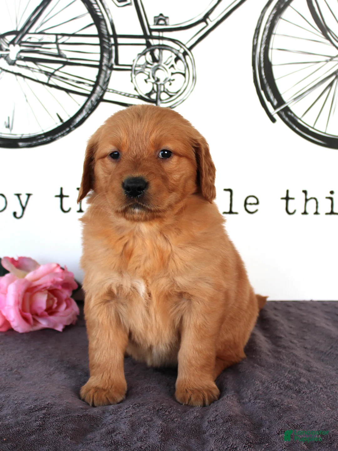 Golden Retriever dogs for sale: Jenny - Ad 1