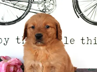 Golden Retriever dogs for sale: Jenny - Ad 2