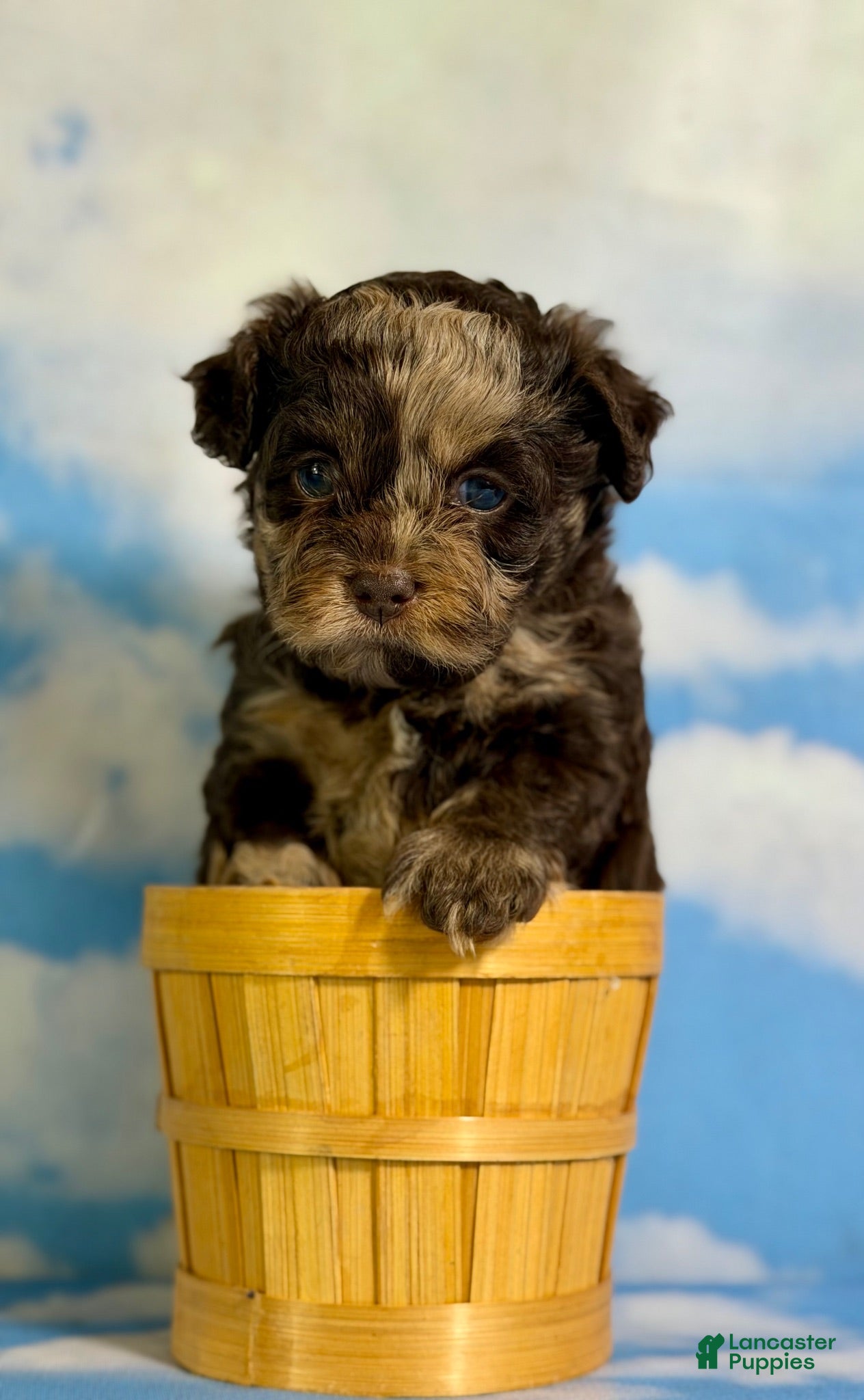 Pekapoo dogs Joy - Ad 1