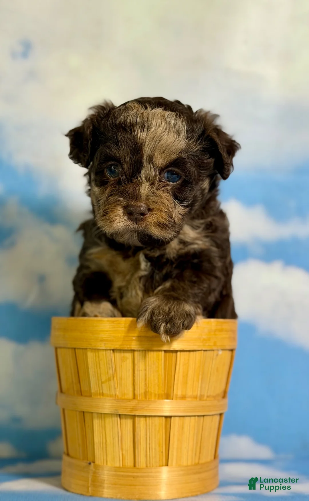 Pekapoo dogs for sale: Joy - Ad 1