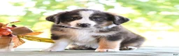 Miniature Australian Shepherd dogs for sale: Donald  - Ad 4