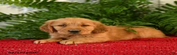 Golden Retriever dogs for sale: Sandy - Ad 3