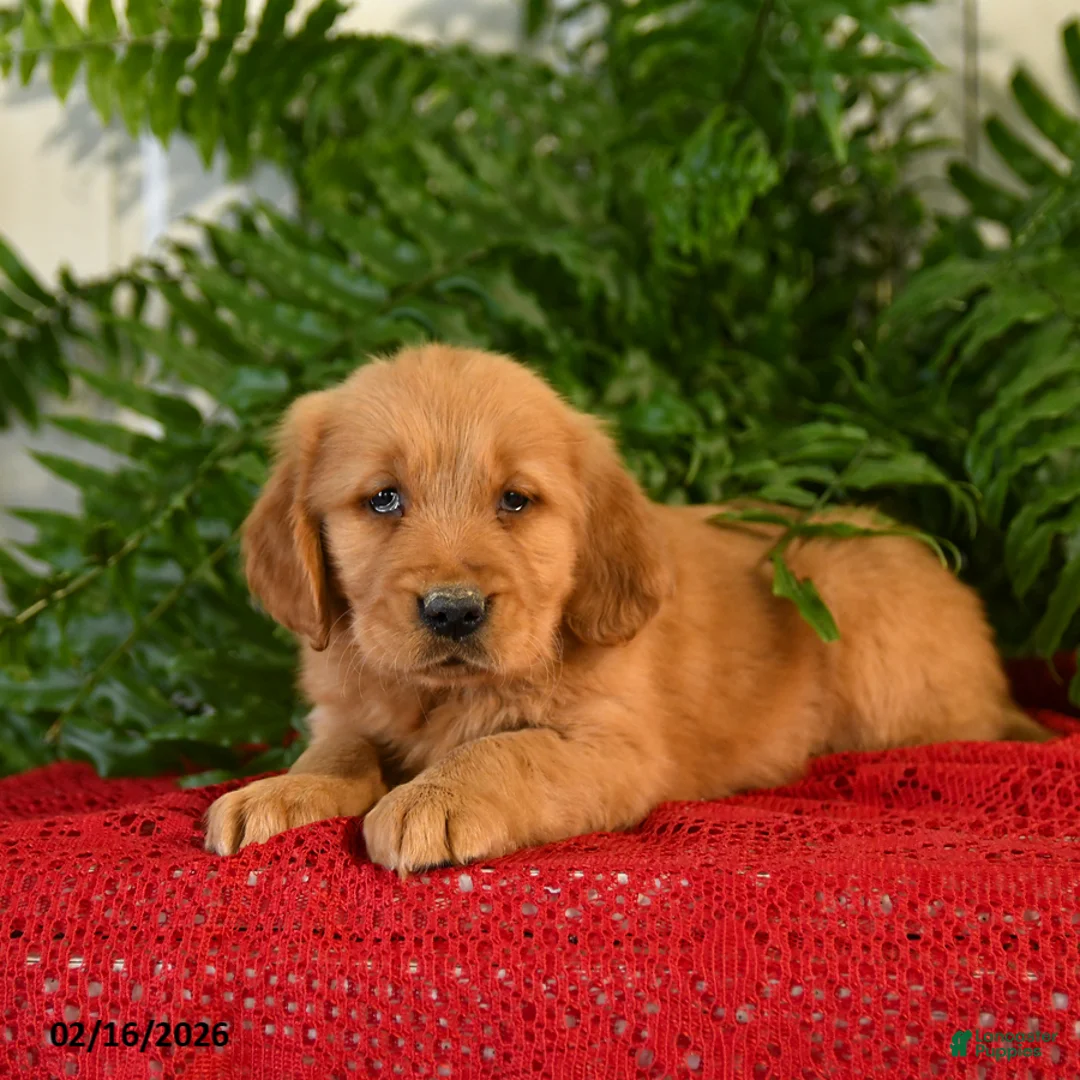 Golden Retriever dogs for sale: Sandy - Ad 3