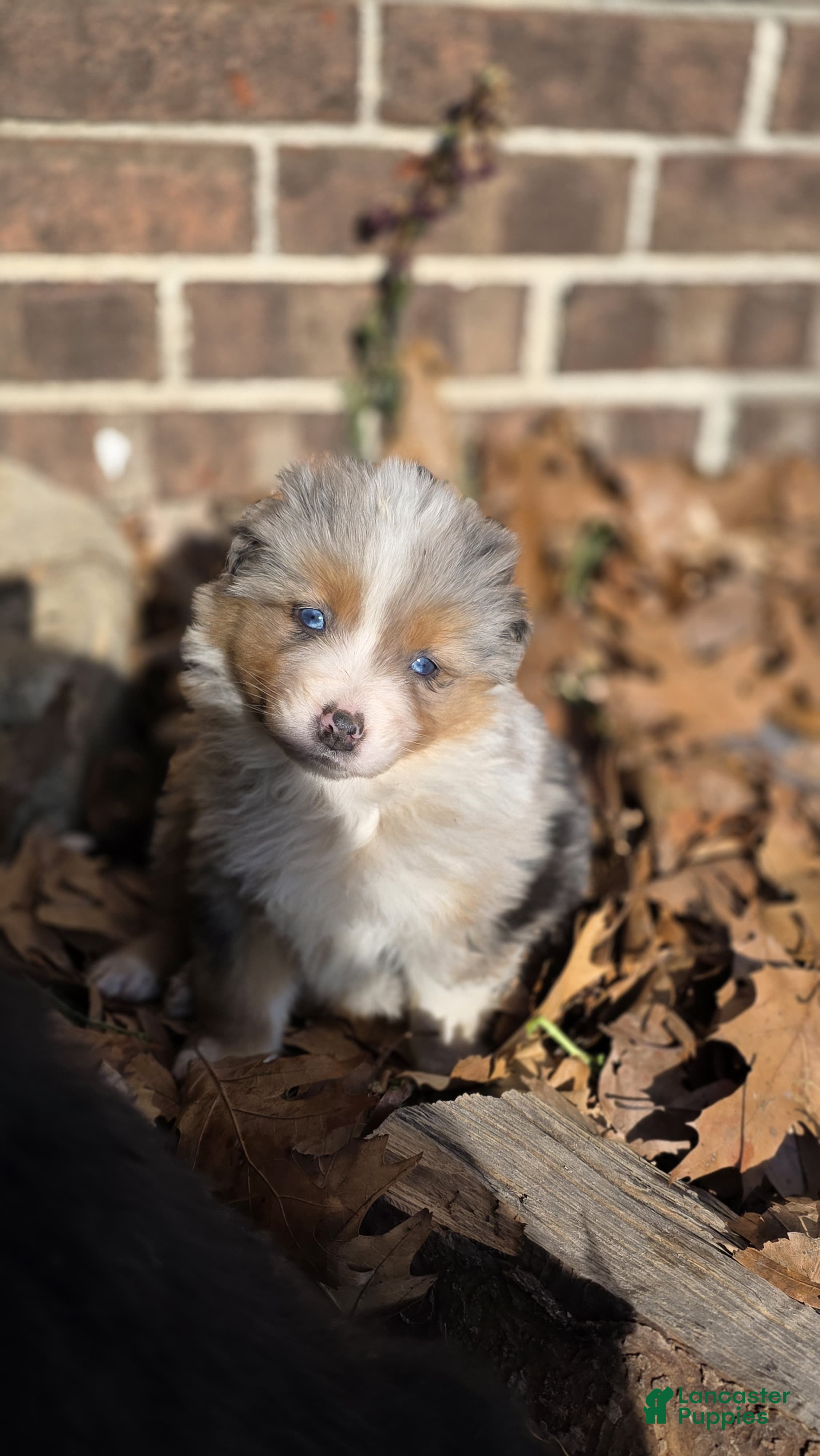 Australian Shepherd dogs Eeny - Ad 2