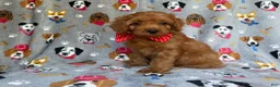 Cavapoo dogs for sale: Meeko - Ad 8