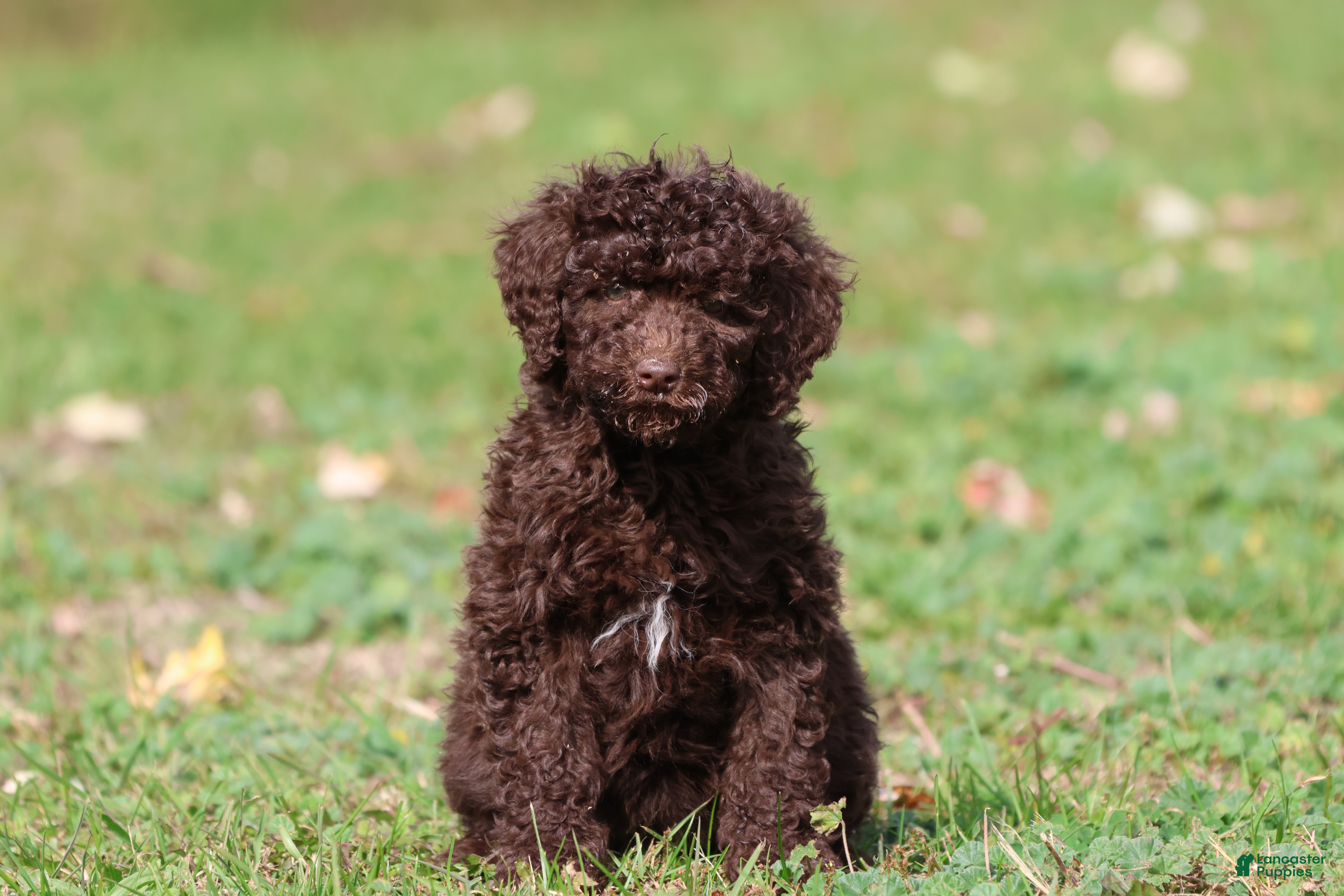 Mini Bernedoodle dogs Truffles - Ad 2