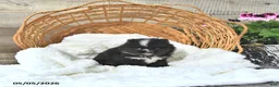 Pomeranian dogs for sale: Austin - Ad 2