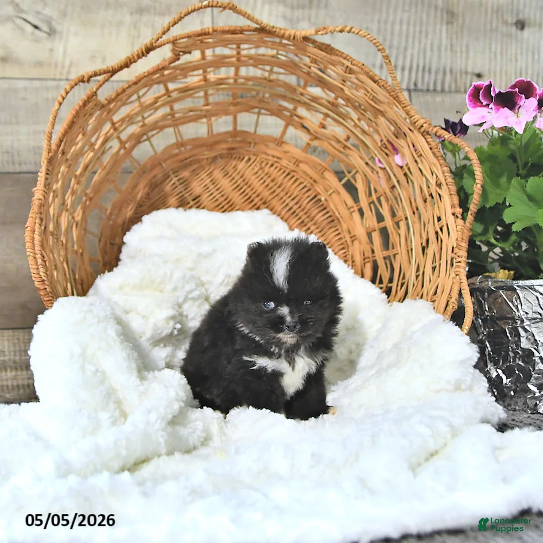 Pomeranian dogs for sale: Austin - Ad 2
