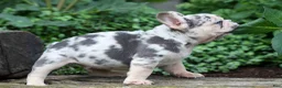 French Bulldog dogs for sale: Finn 🐾 - Ad 5