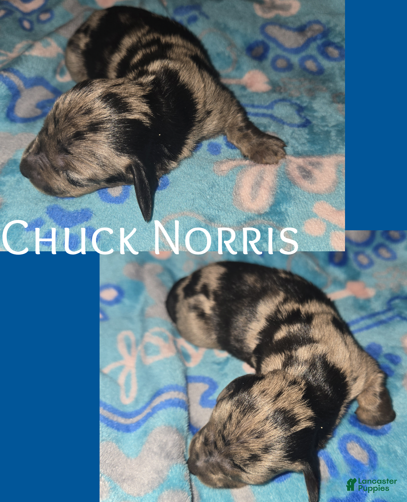 Chuck Norris 