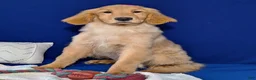 Golden Retriever dogs for sale: Bethany - Ad 5