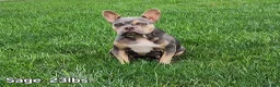 French Bulldog dogs for sale: Maples - Ad 9