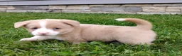 Welsh Corgi Pembroke dogs for sale: Welsh Corgi Pembroke 3 - Ad 3