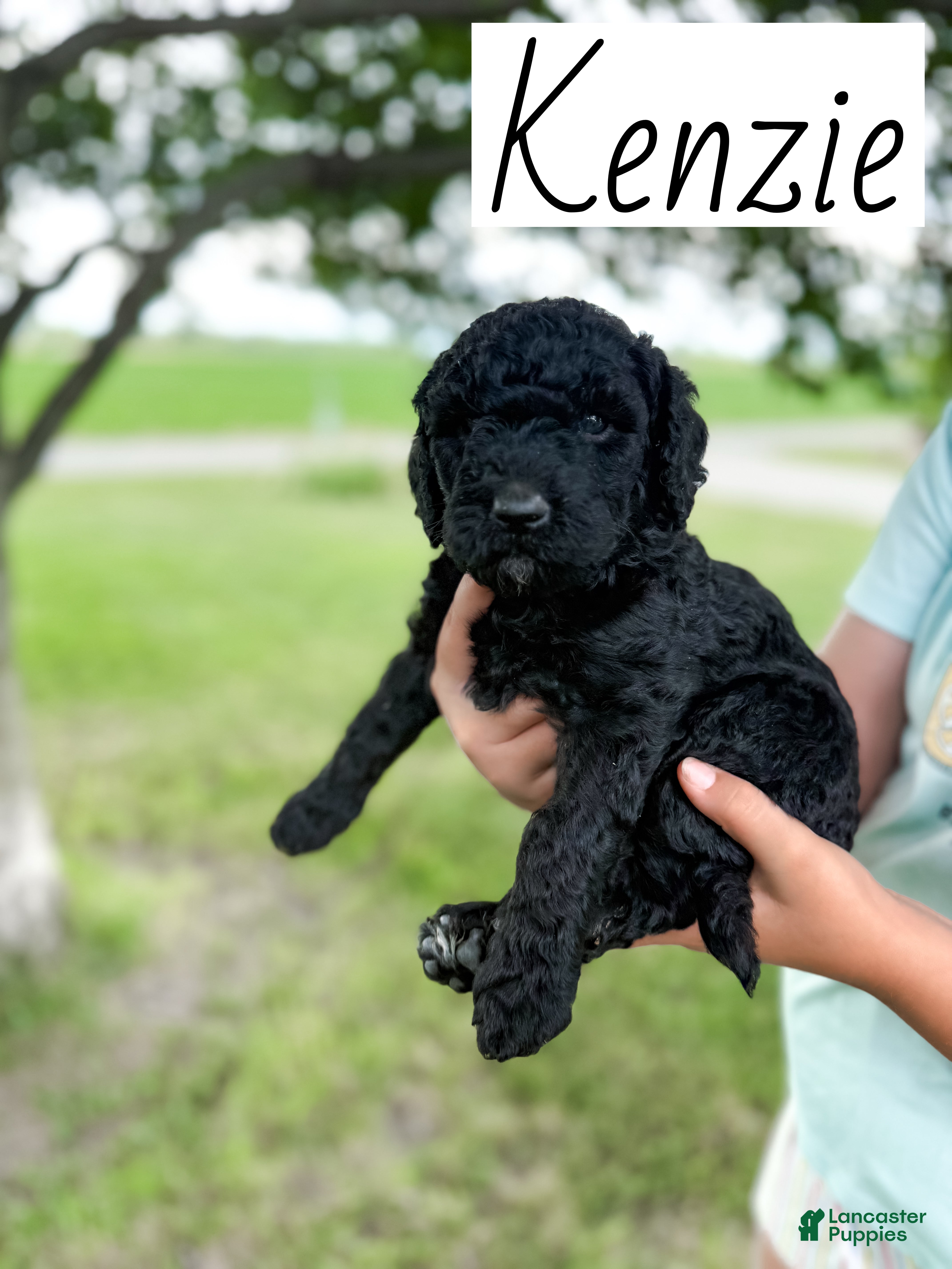 Labradoodle dogs Kenzie - Ad 1
