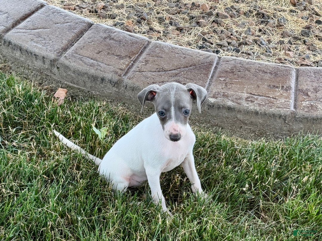 Puppies For Italian Greyhounds For Adoption Near Me Mini Italian