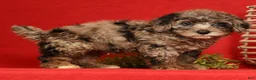 Miniature Poodle dogs for sale: Maverick - Ad 4