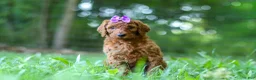 Standard Poodle dogs for sale: Bonnie - Ad 4