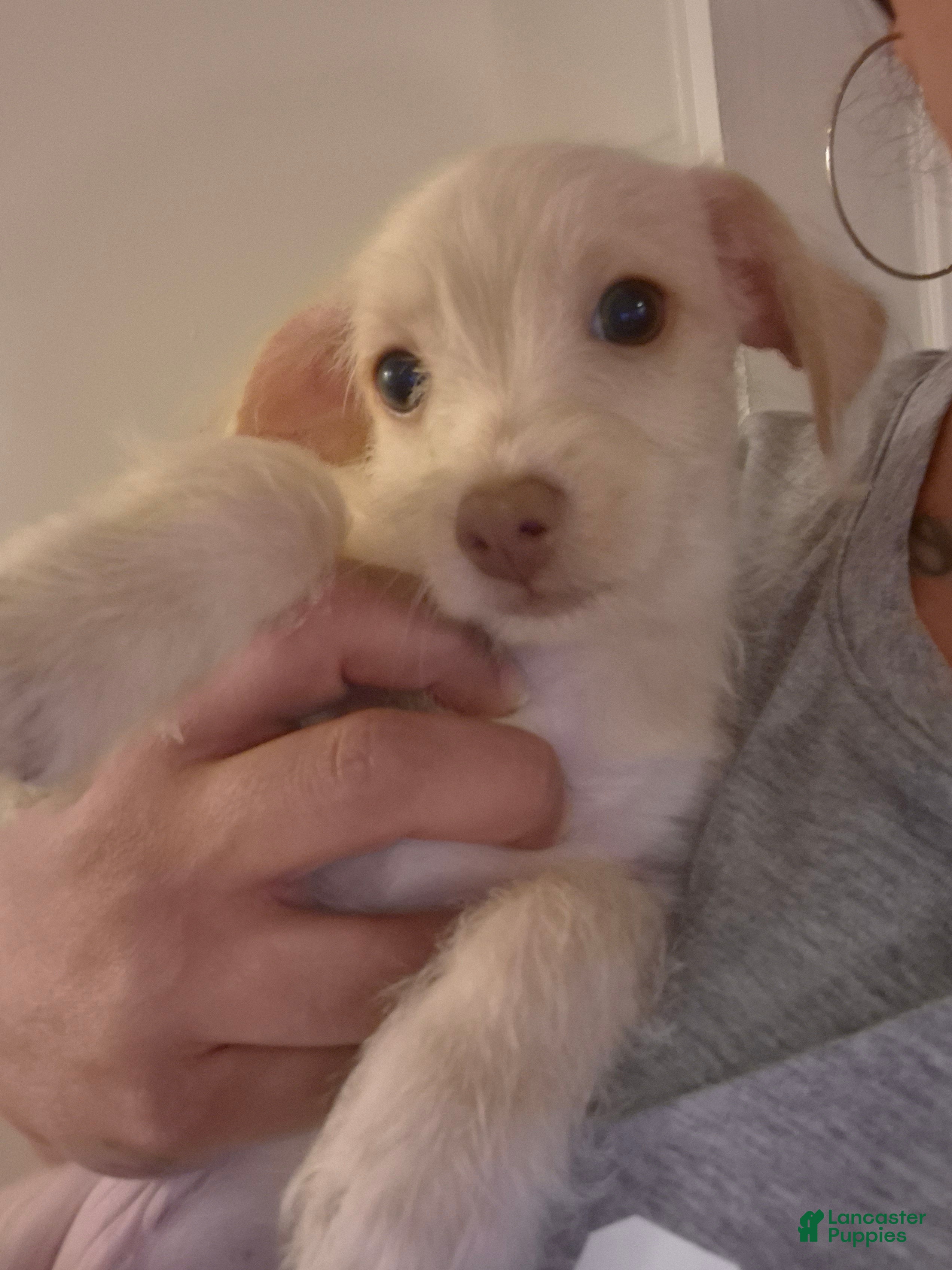 Chipoo dogs  Puppy 1 - Ad 2