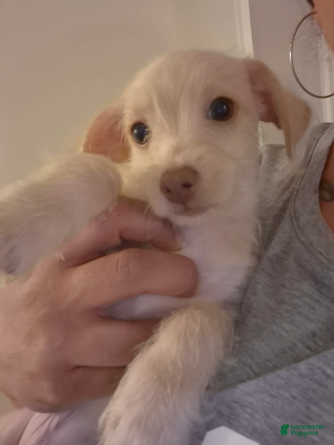 Chipoo dogs for sale:  Puppy 1 - Ad 2