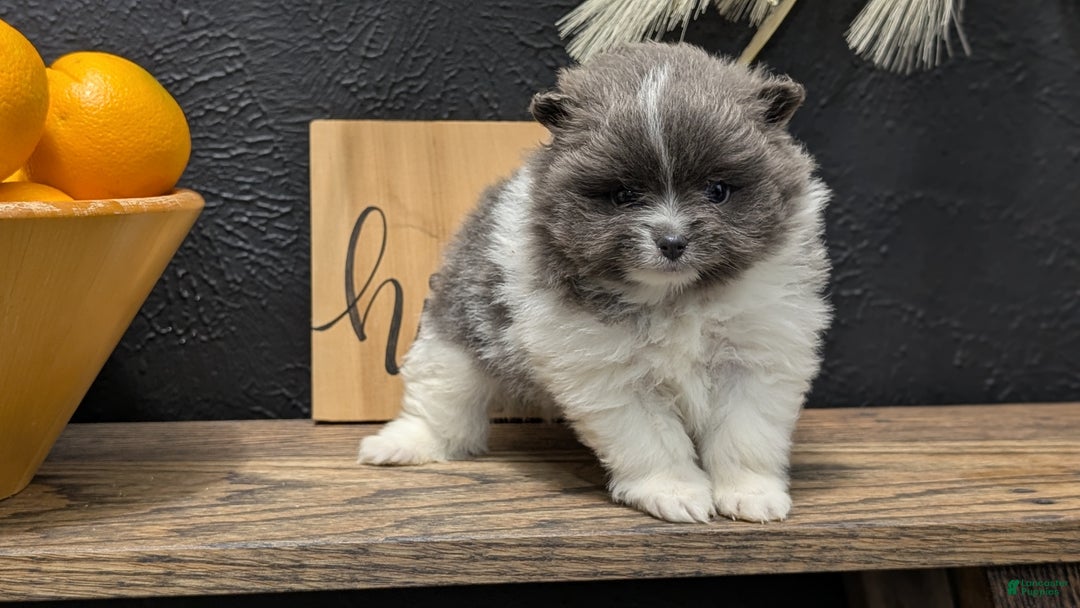 Pomeranian dogs for sale: Yoda - Ad 3