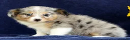 Mixed Breed dogs for sale: Connie - Ad 3