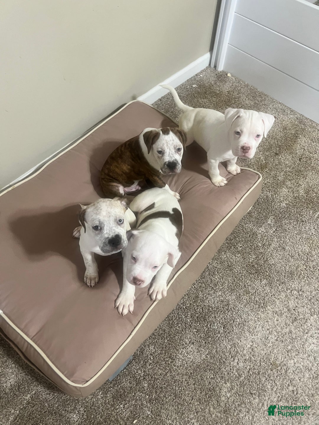 Mixed Breed dogs for sale: Mixed Breed Puppy 4 - Ad 9