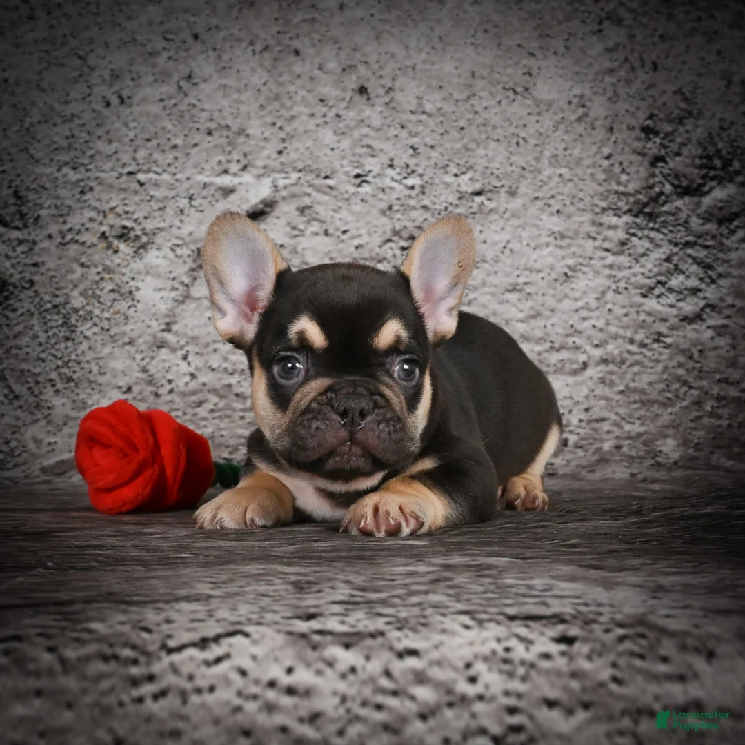 French Bulldog dogs for sale: Ollie - Ad 8