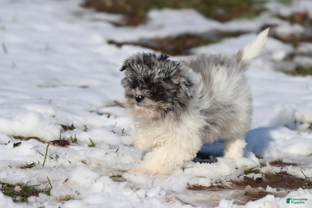 Mini Aussiedoodle dogs for sale: Baby  - Ad 4