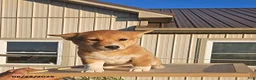 Mixed Breed dogs for sale: Jill - Ad 1