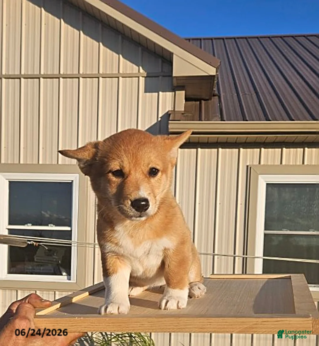 Mixed Breed dogs for sale: Jill - Ad 1