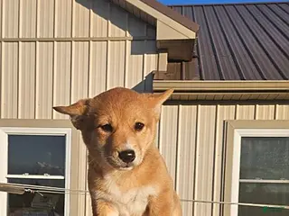 Mixed Breed dogs for sale: Jill - Ad 3