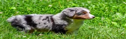 Miniature Australian Shepherd dogs for sale: Fancy - Ad 5