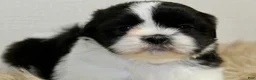Shih Tzu dogs for sale: Panda - Ad 6