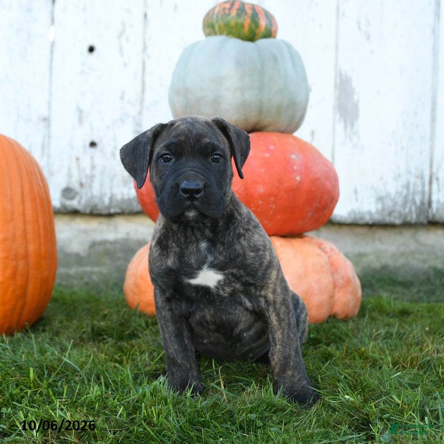 Cane Corso dogs Enzo - Ad 1