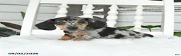 Dachshund dogs for sale: Toby - Ad 3