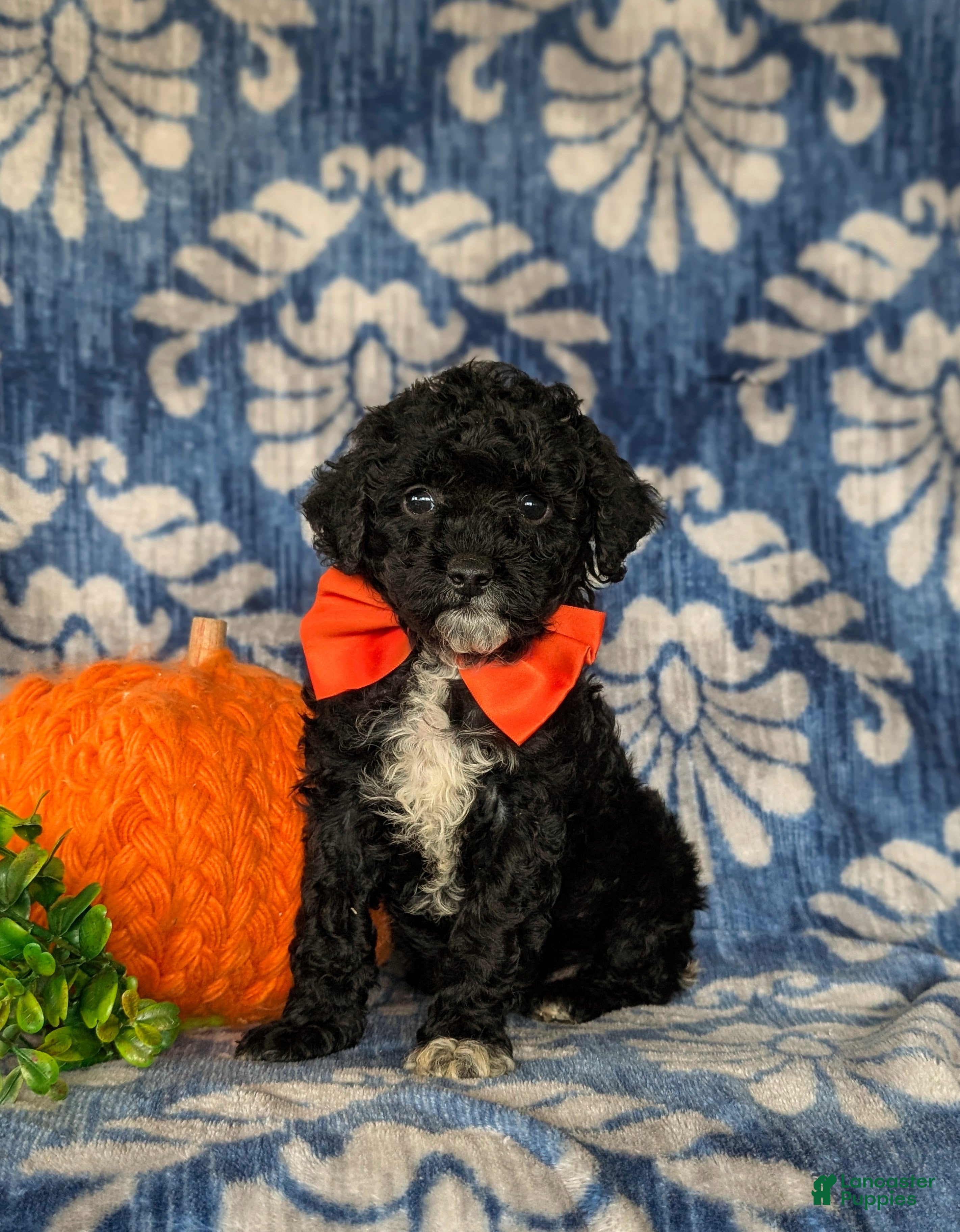 Miniature Poodle dogs Tayte - Ad 24