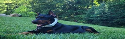 Doberman Pinscher dogs for sale: LEDGER  - Ad 2