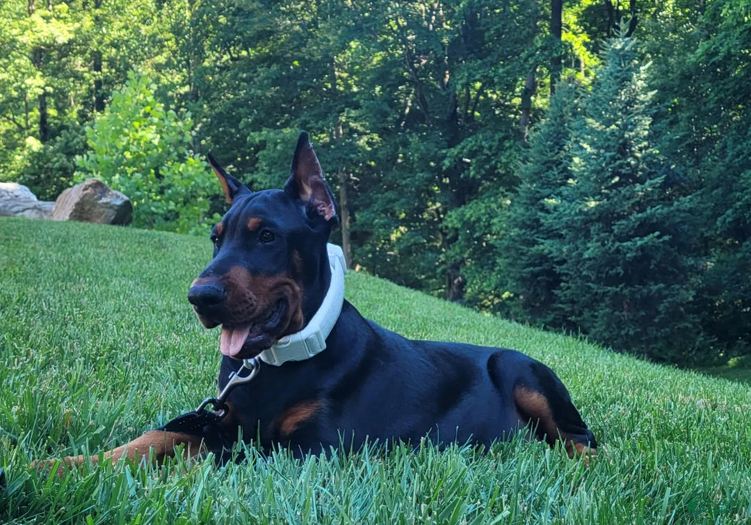 Doberman Pinscher dogs for sale: LEDGER  - Ad 2