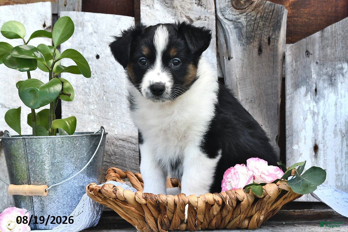 Australian Shepherd dogs Trixie - Ad 2