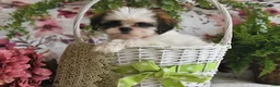 Shih Tzu dogs for sale: Kate - Ad 4
