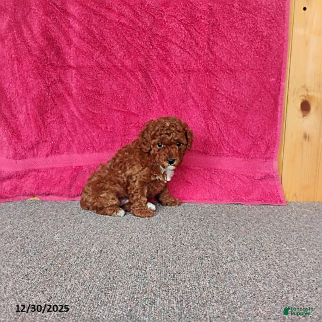 Toy Poodle dogs for sale: Charlie - Ad 2
