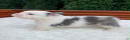 French Bulldog dogs for sale: Smokey the Bear - Ad 14