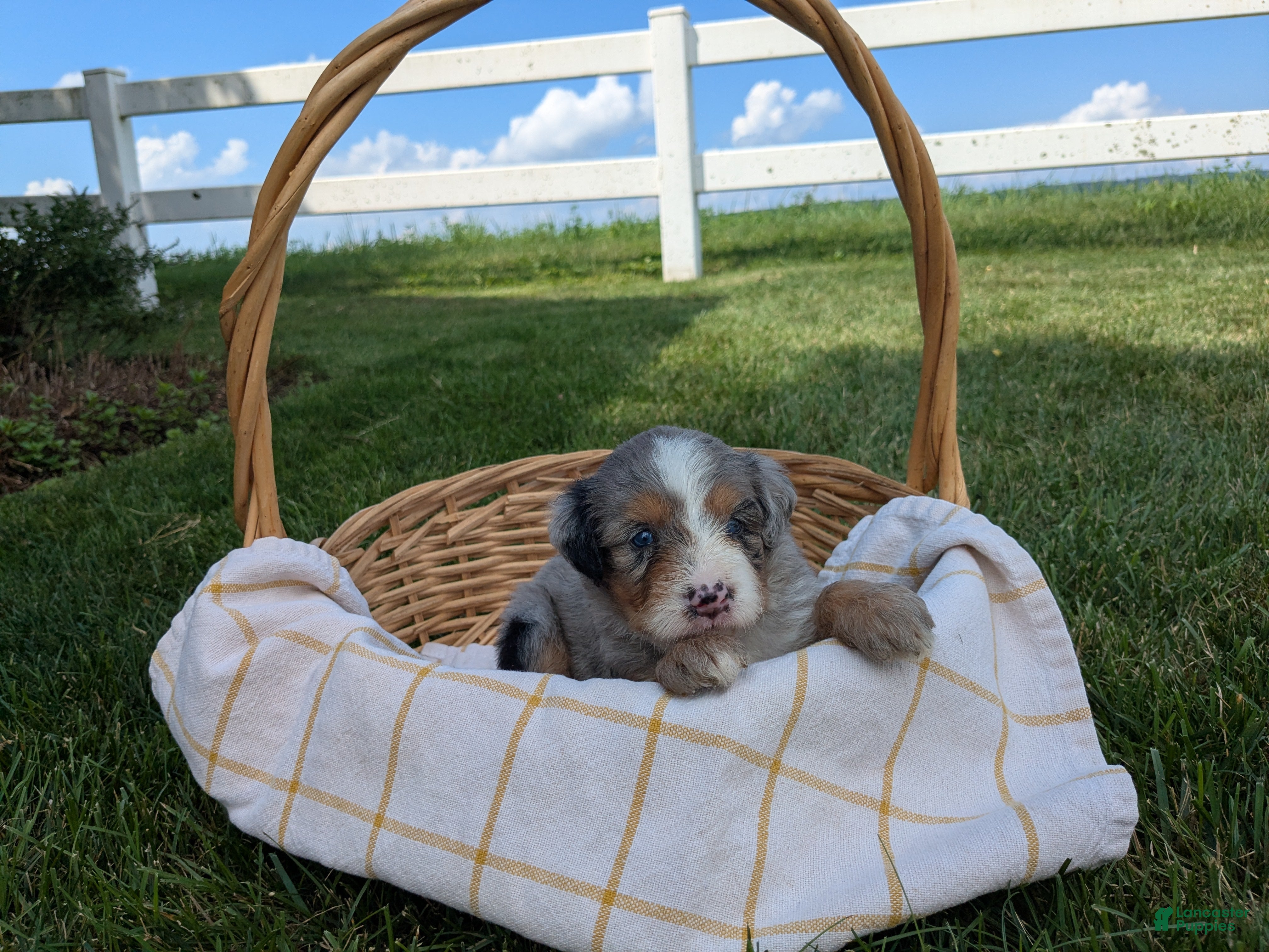 Bernedoodle dogs Nina  - Ad 1