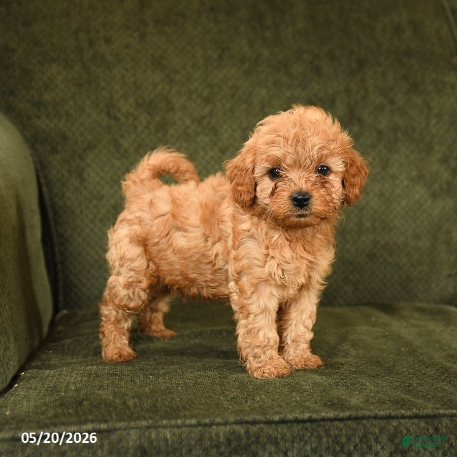 Cockapoo dogs for sale: Happy - Ad 4