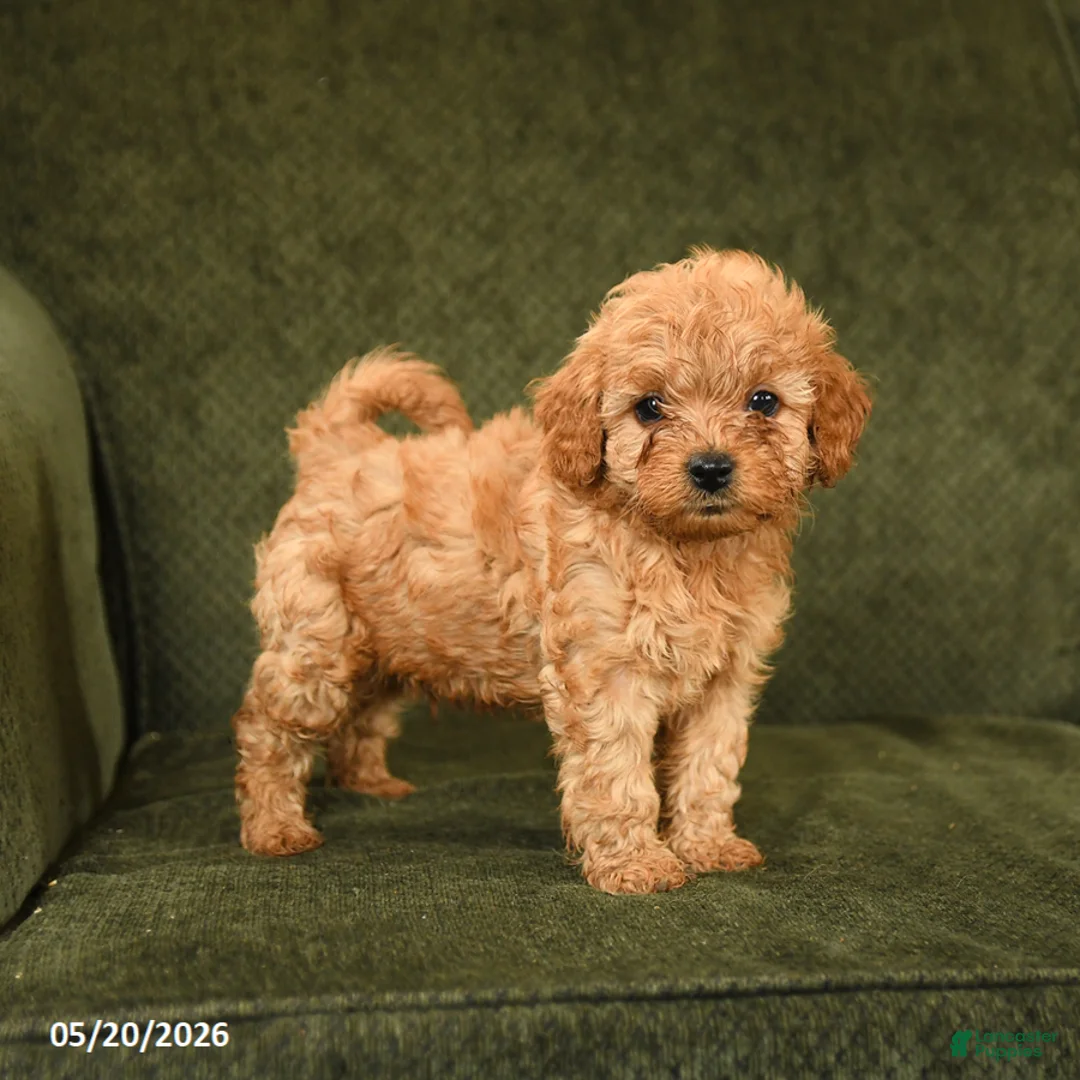 Cockapoo dogs for sale: Happy - Ad 1