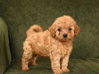 Cockapoo dogs for sale: Happy - Ad 4