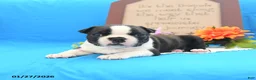 Boston Terrier dogs for sale: Roscoe - Ad 11