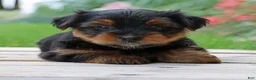 Yorkshire Terrier dogs for sale: Latte - Ad 3